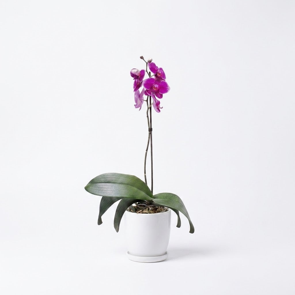 Orquídea Morada de flores grandes - 1 vara