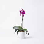 Orquídea Morada de flores grandes - 1 vara