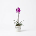 Orquídea Morada de flores grandes - 1 vara