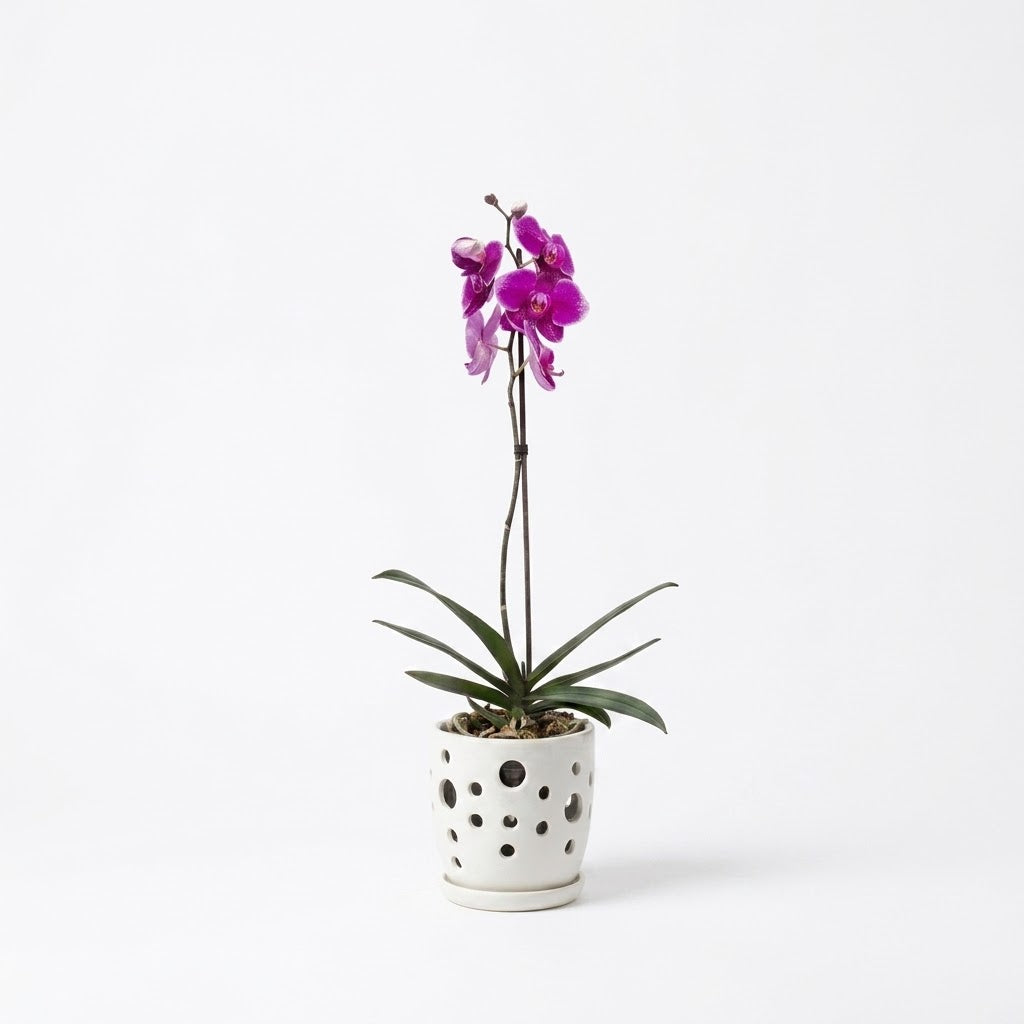 Orquídea Morada de flores grandes - 1 vara