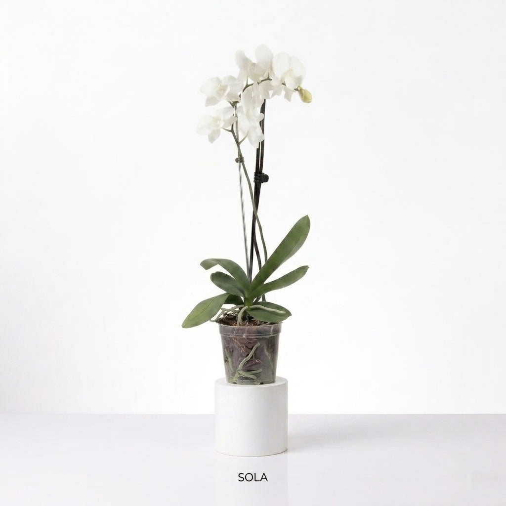 Orquídea Blanca con centro rosado - 1 vara