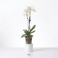 Orquídea Blanca con centro rosado - 1 vara