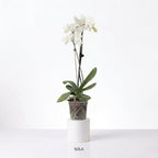 Orquídea Blanca con centro rosado - 1 vara